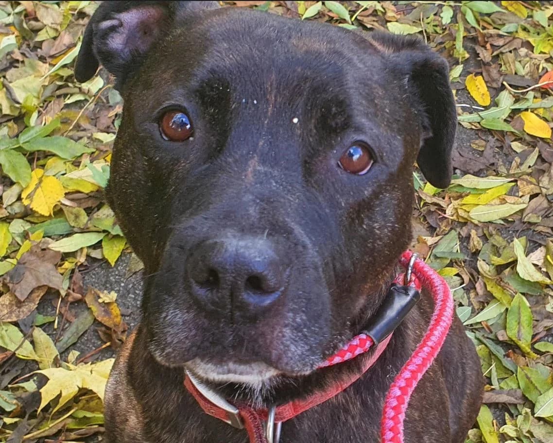 Max, male Mixed Breed for adoption at Doris Banham Dog Rescue, North Hykeham