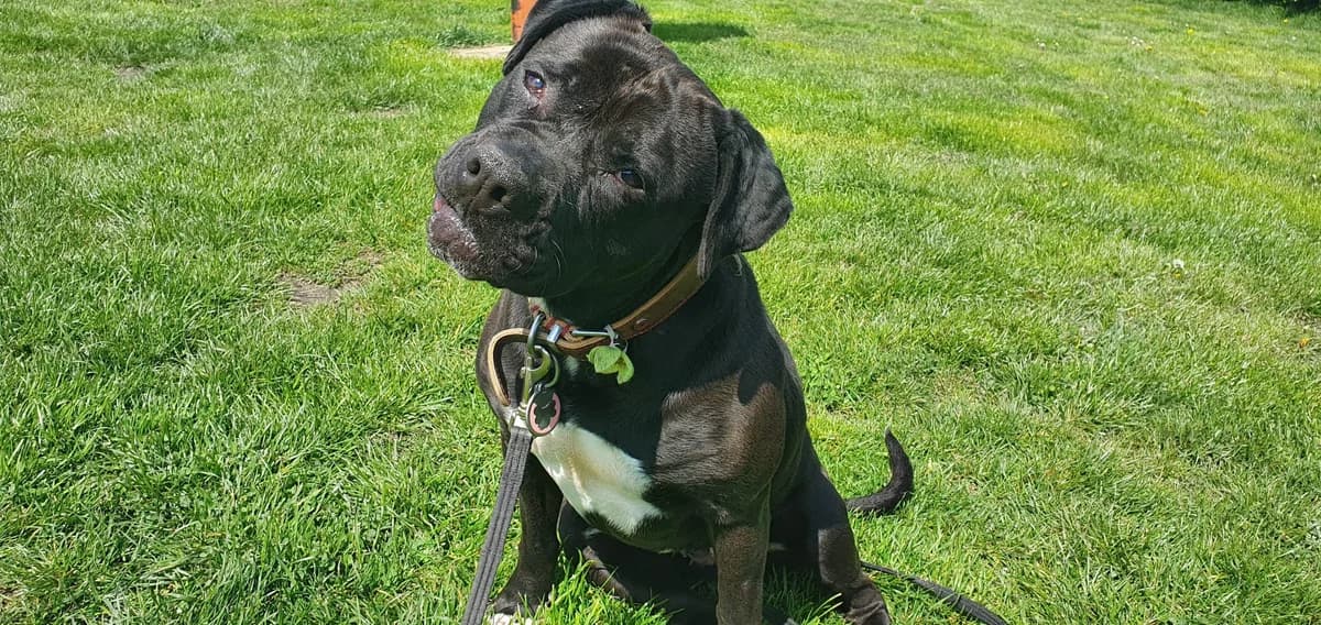 Mia, female Mixed Breed for adoption at Doris Banham Dog Rescue, North Hykeham