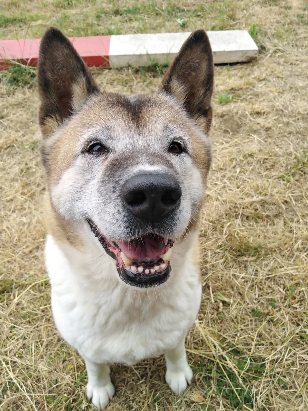 Mikka, female Mixed Breed for adoption at Doris Banham Dog Rescue, North Hykeham