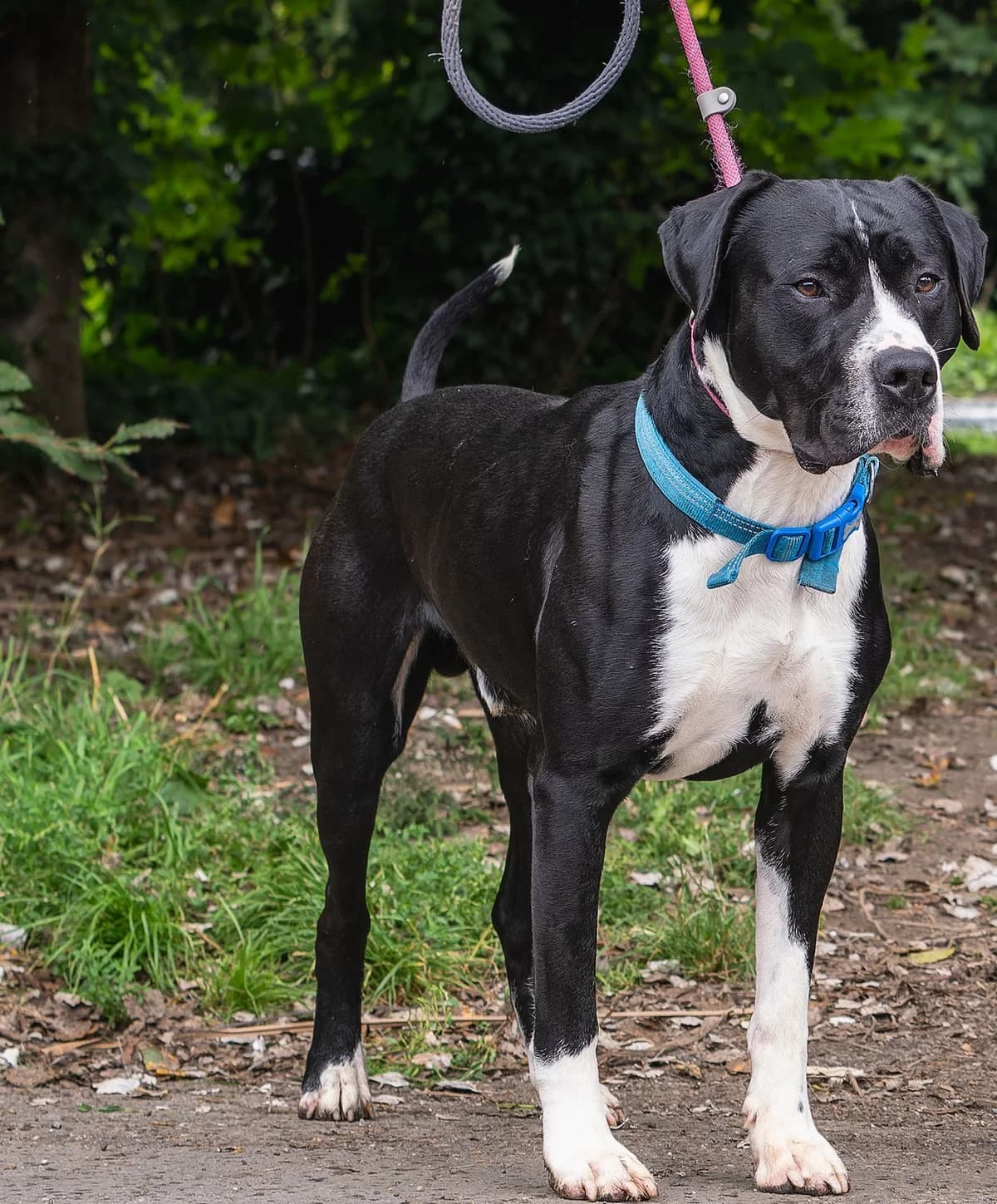Oreo, male Mixed Breed for adoption at Doris Banham Dog Rescue, North Hykeham