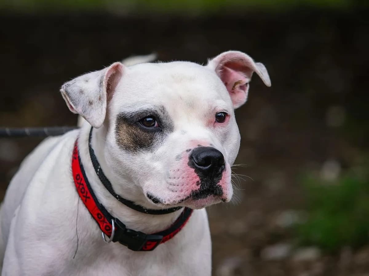 Patch, male Mixed Breed for adoption at Doris Banham Dog Rescue, North Hykeham