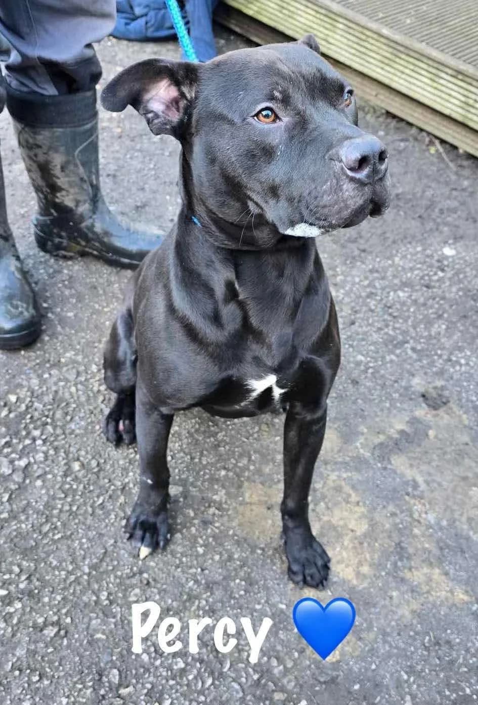 Percy, male Mixed Breed for adoption at Doris Banham Dog Rescue, North Hykeham