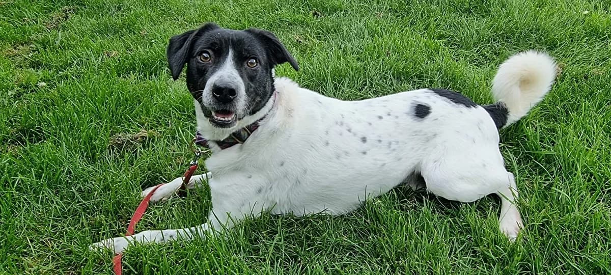 Puck, male Mixed Breed for adoption at Doris Banham Dog Rescue, North Hykeham