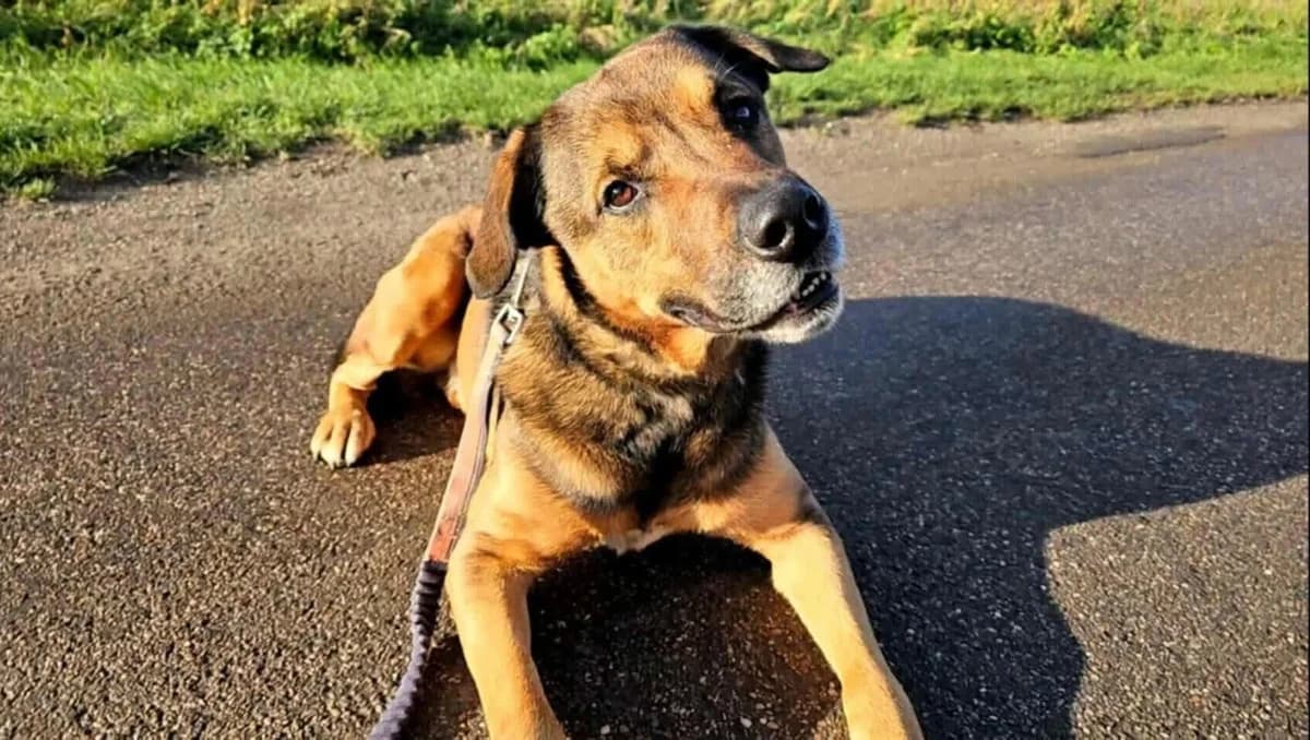 Roary, male Mixed Breed for adoption at Doris Banham Dog Rescue, North Hykeham
