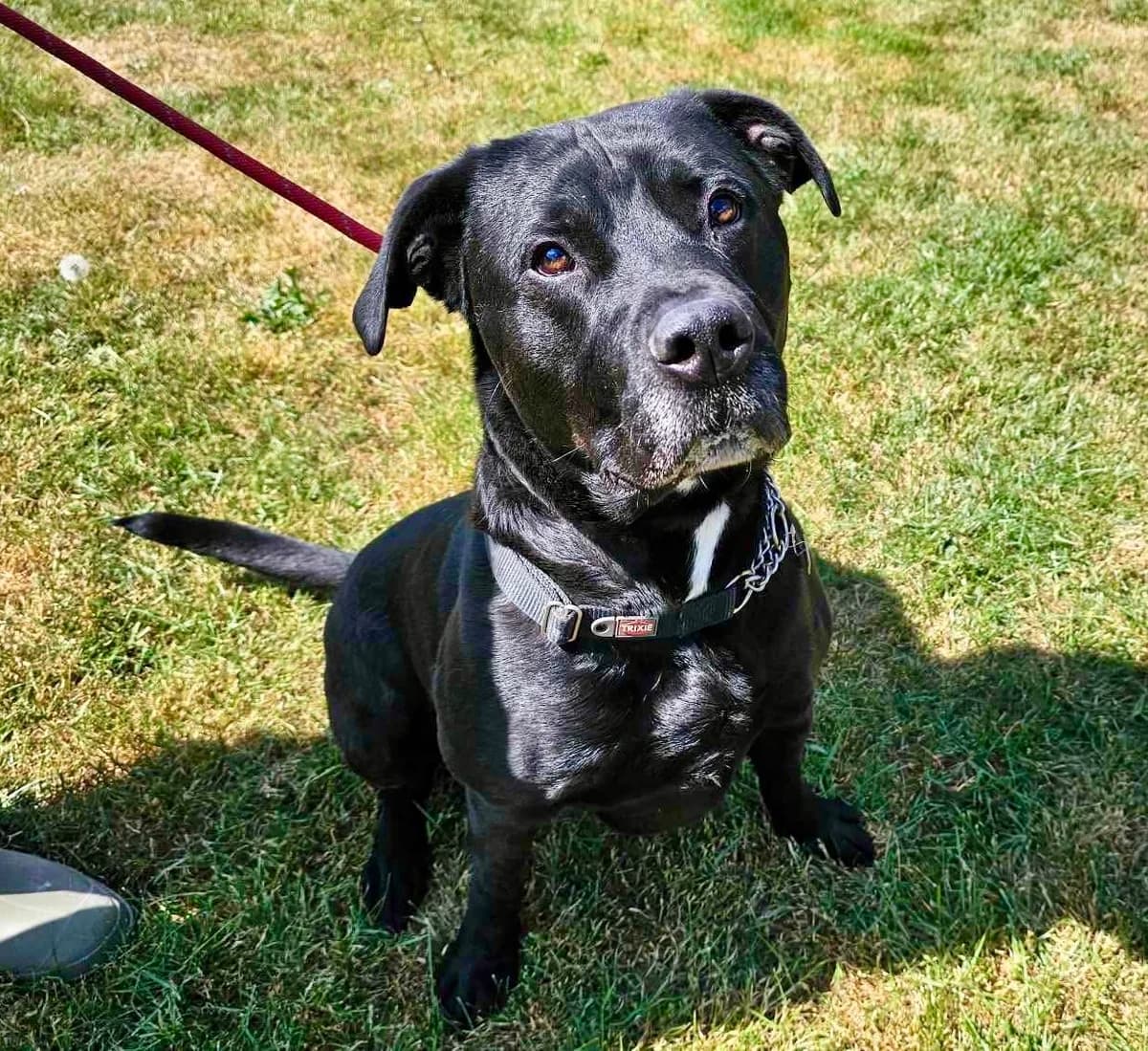 Rocky, male Mixed Breed for adoption at Doris Banham Dog Rescue, North Hykeham