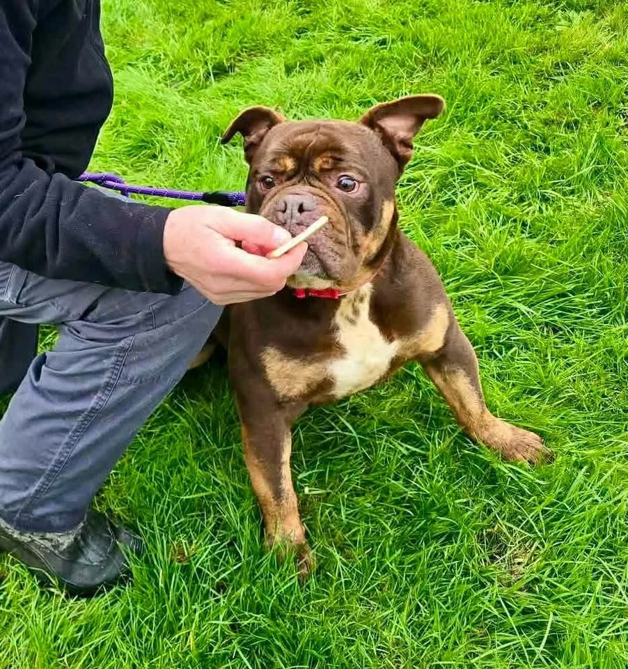 Rolo, male Mixed Breed for adoption at Doris Banham Dog Rescue, North Hykeham