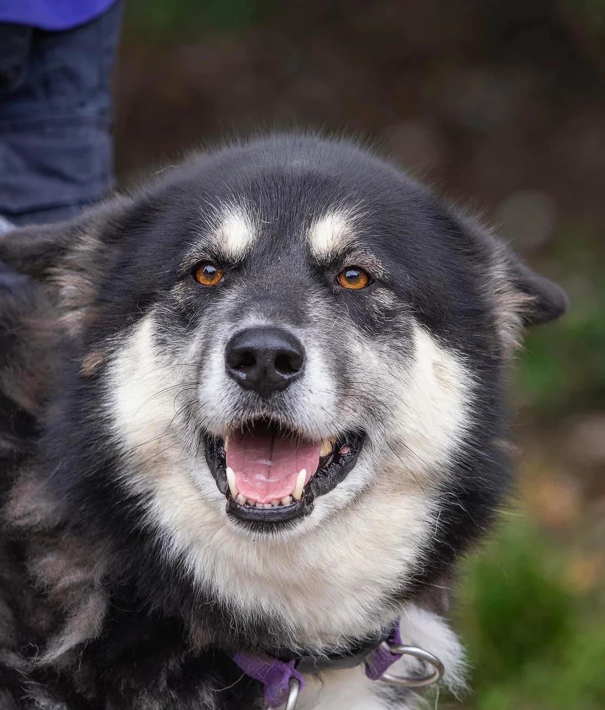 Roxy, female Mixed Breed for adoption at Doris Banham Dog Rescue, North Hykeham