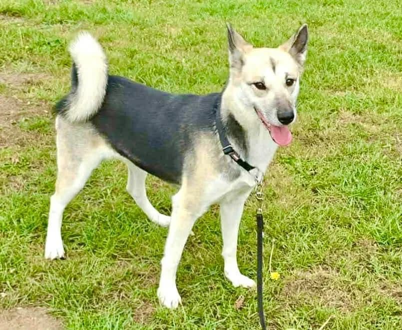 Sadie, female Mixed Breed for adoption at Doris Banham Dog Rescue, North Hykeham