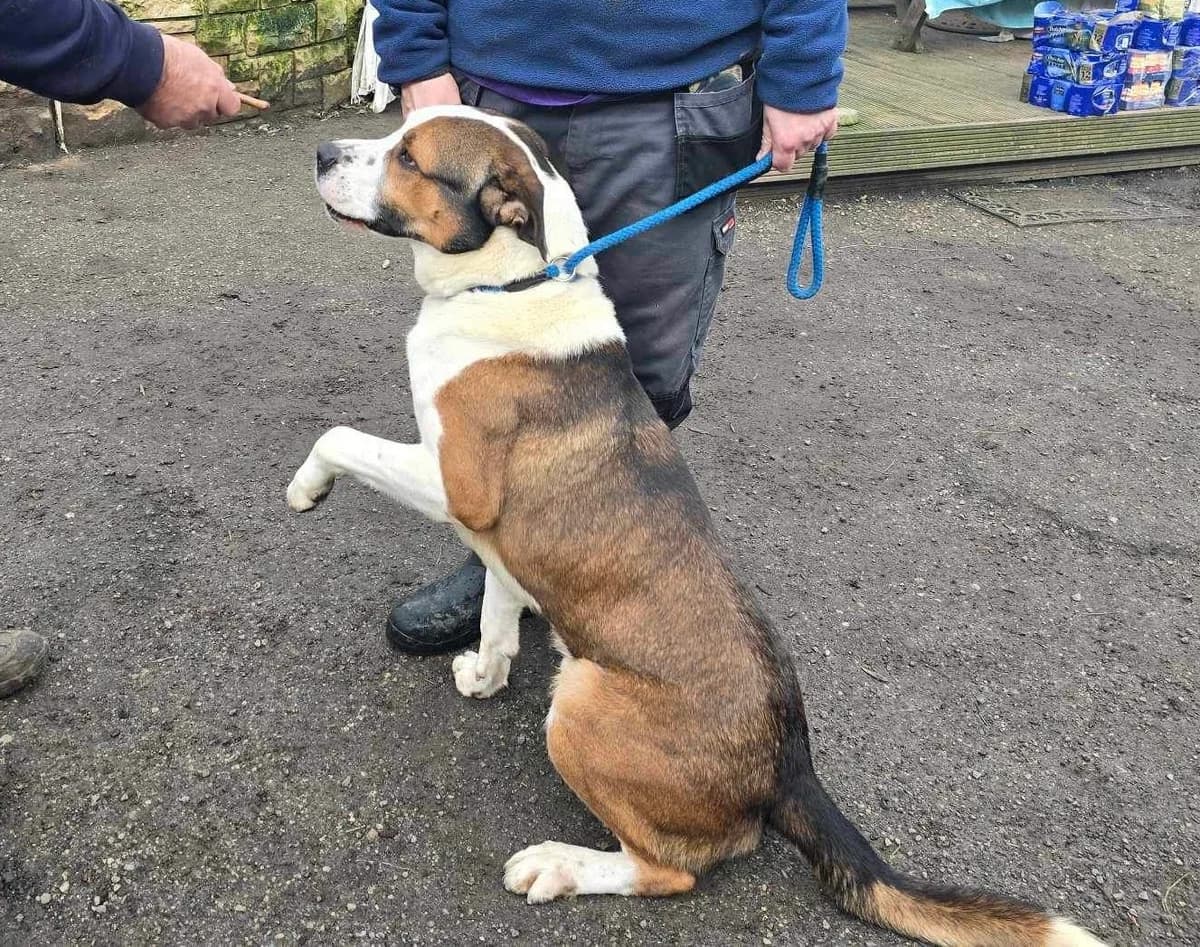Simba, male Mixed Breed for adoption at Doris Banham Dog Rescue, North Hykeham