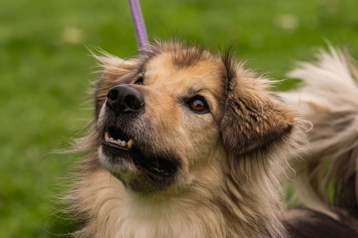 Skip, male Mixed Breed for adoption at Doris Banham Dog Rescue, North Hykeham