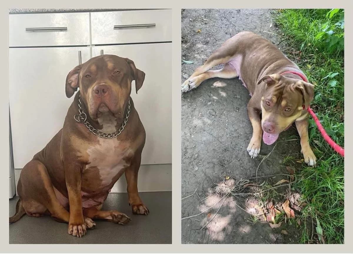 Toffee, female Mixed Breed for adoption at Doris Banham Dog Rescue, North Hykeham