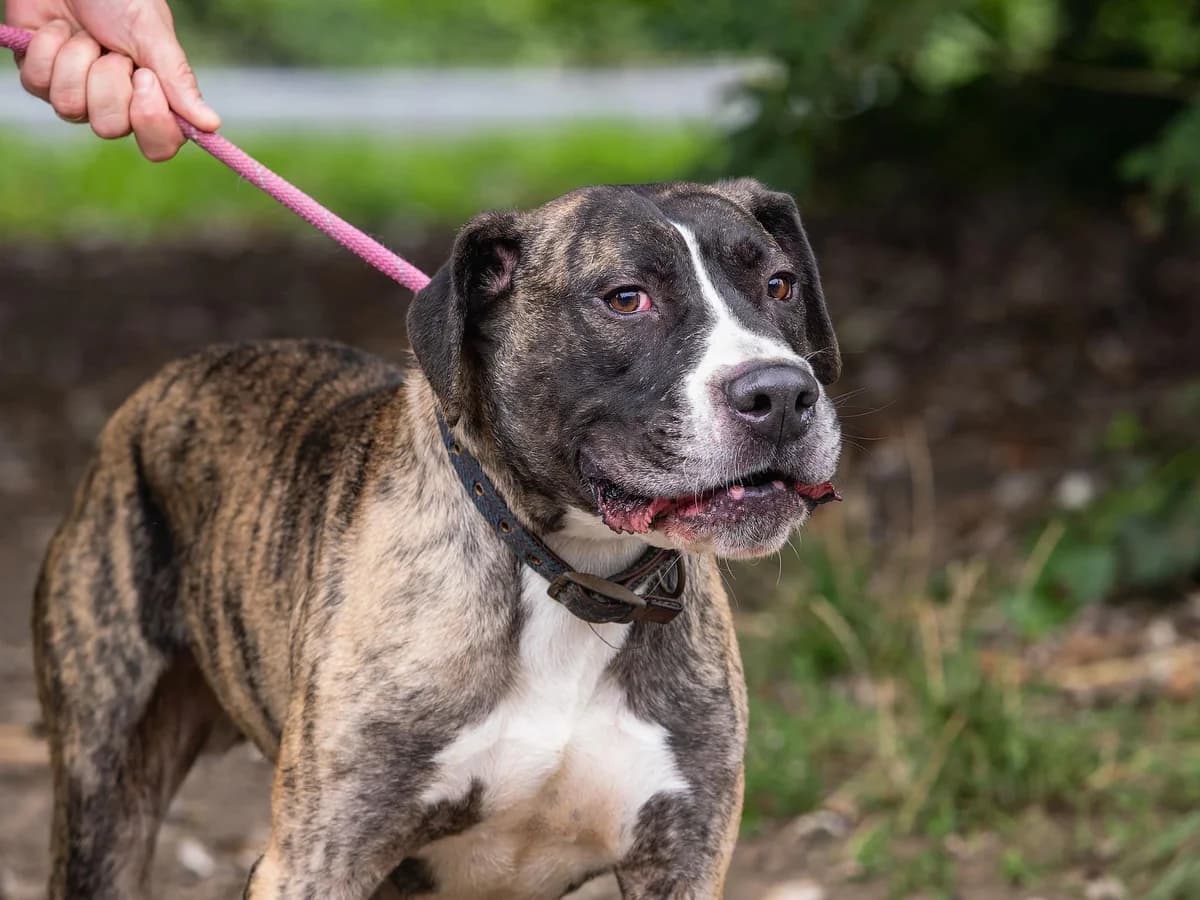 Tyson, male Mixed Breed for adoption at Doris Banham Dog Rescue, North Hykeham
