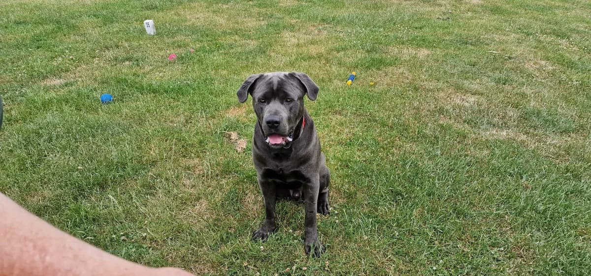 Vincent, male Mixed Breed for adoption at Doris Banham Dog Rescue, North Hykeham