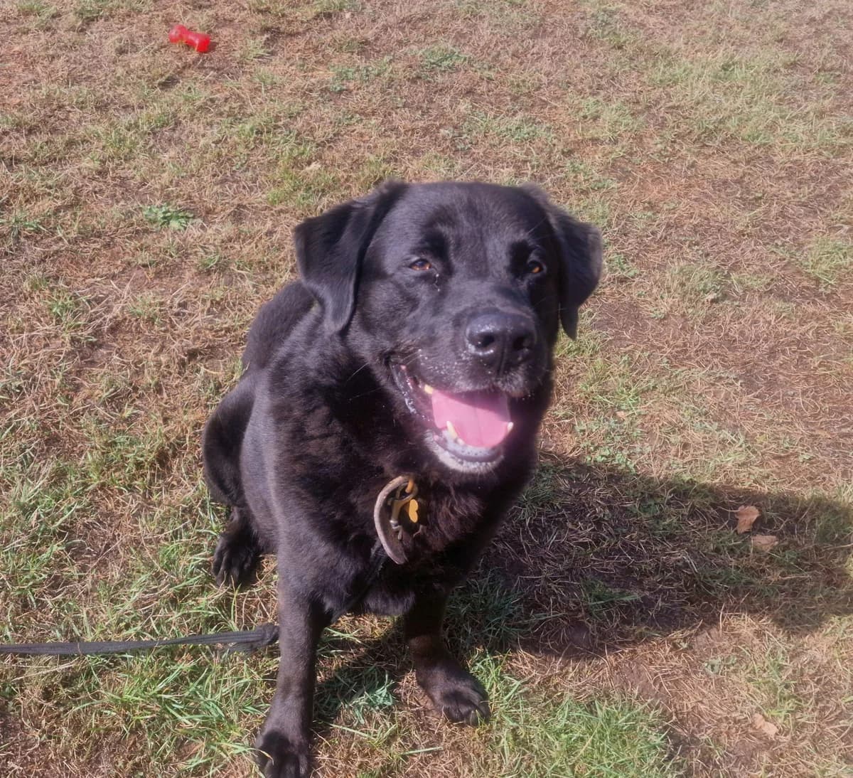 Zeebie, male Mixed Breed for adoption at Doris Banham Dog Rescue, North Hykeham