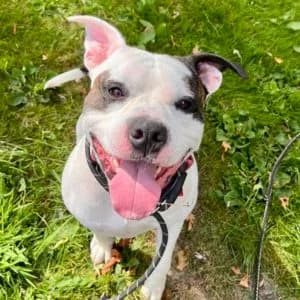 Daniel, male Mixed Breed for adoption at Dog Watch UK