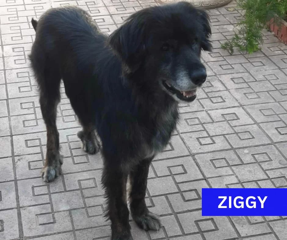 Ziggy, male Mixed Breed for adoption at Dog Watch UK
