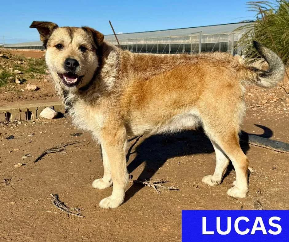 Lucas, male 3yo Mixed Breed for adoption at Dog Watch UK