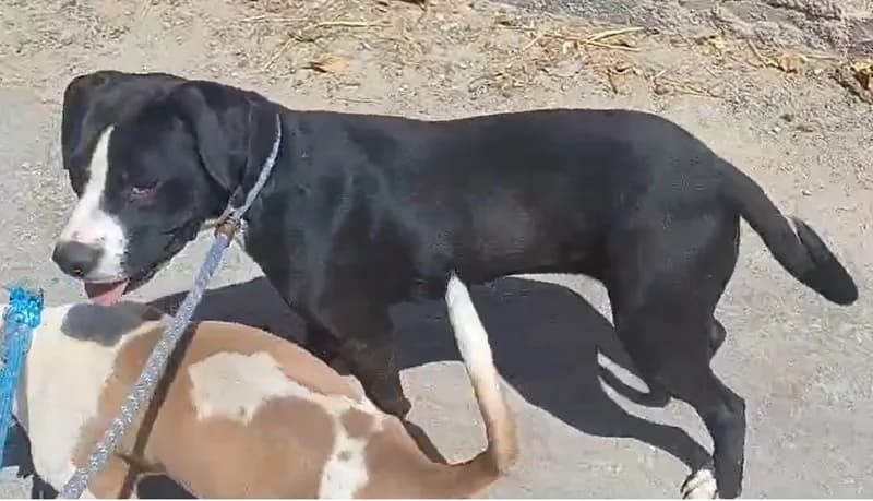 Diva, female puppy Mixed Breed for adoption at Dog Watch UK