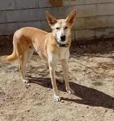 Ringo,  Mixed Breed for adoption at Dog Watch UK