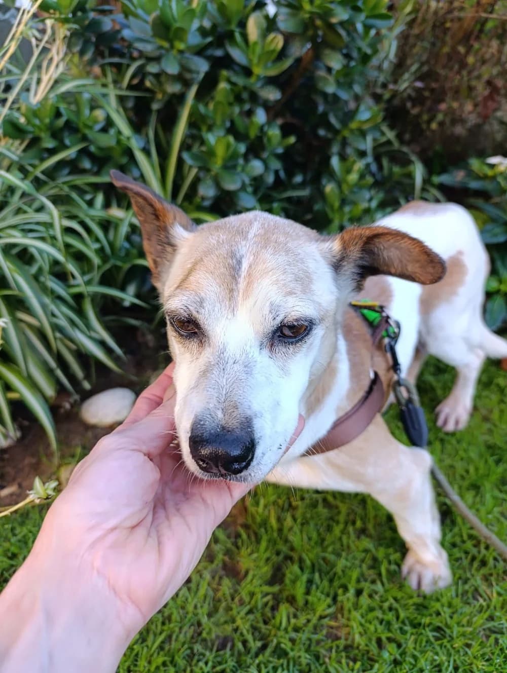 Brais, male senior Mixed Breed for adoption at Dog Watch UK