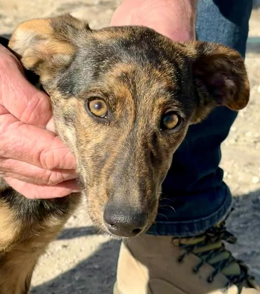 Branston, male puppy Mixed Breed for adoption at Dog Watch UK