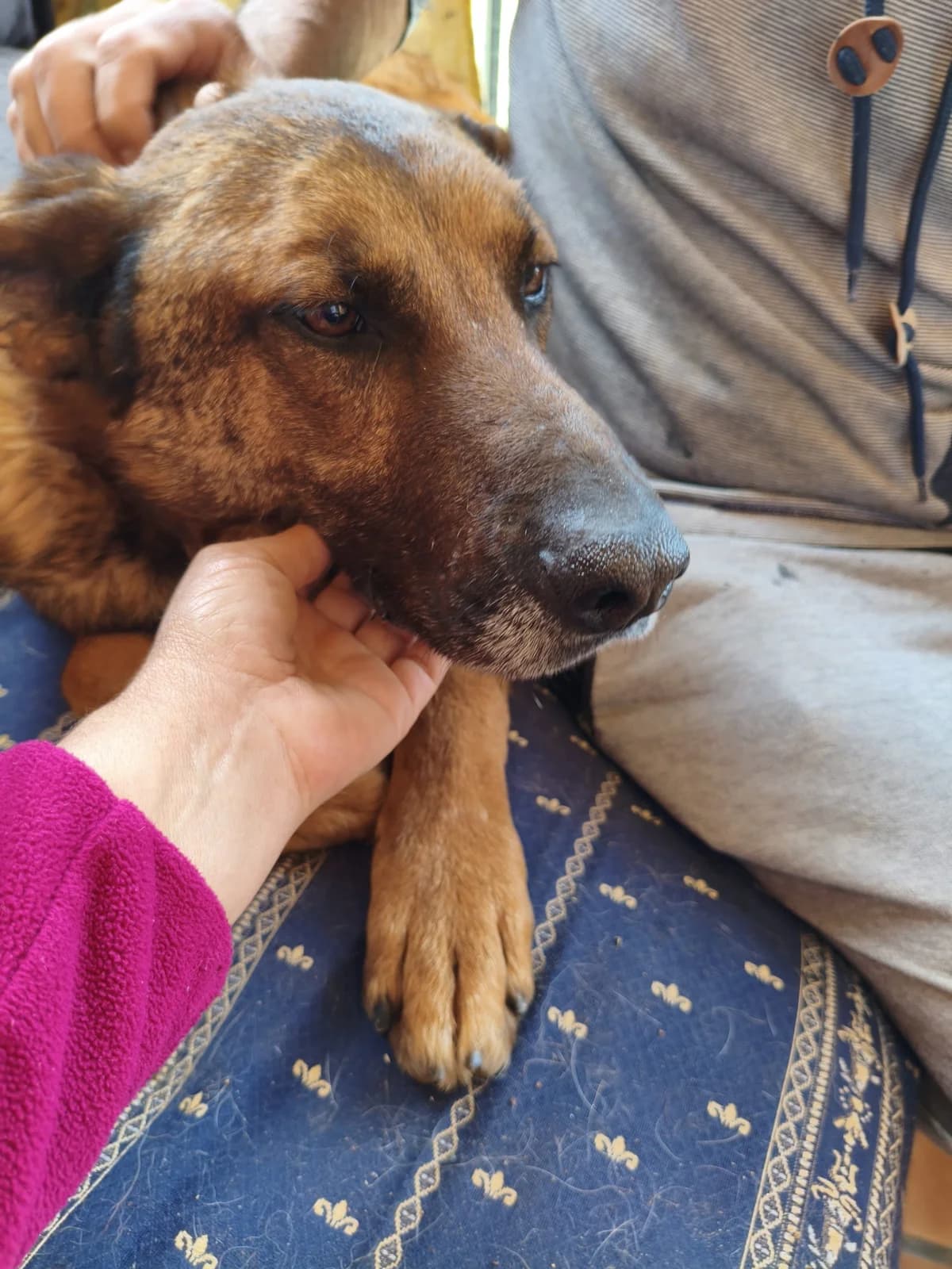 Dexter, male 6yo Mixed Breed for adoption at Dog Watch UK