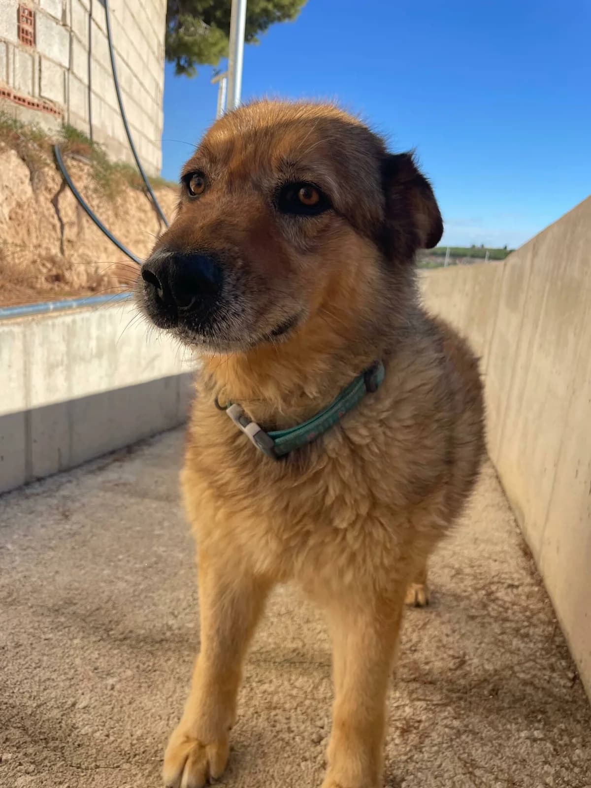 Calvin, male senior Mixed Breed for adoption at Dog Watch UK