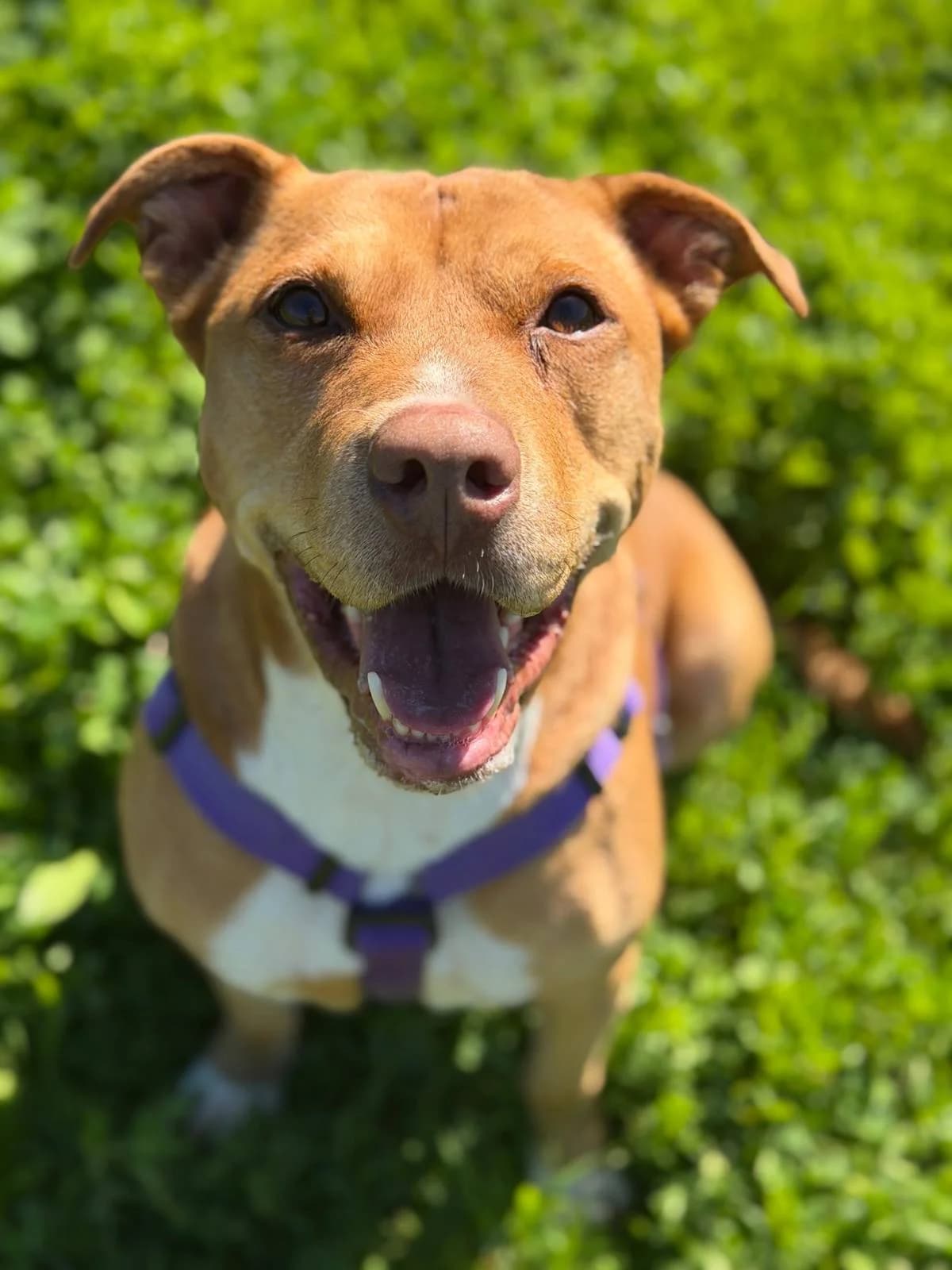 Boston, male 5yo Mixed Breed for adoption at Dog Watch UK