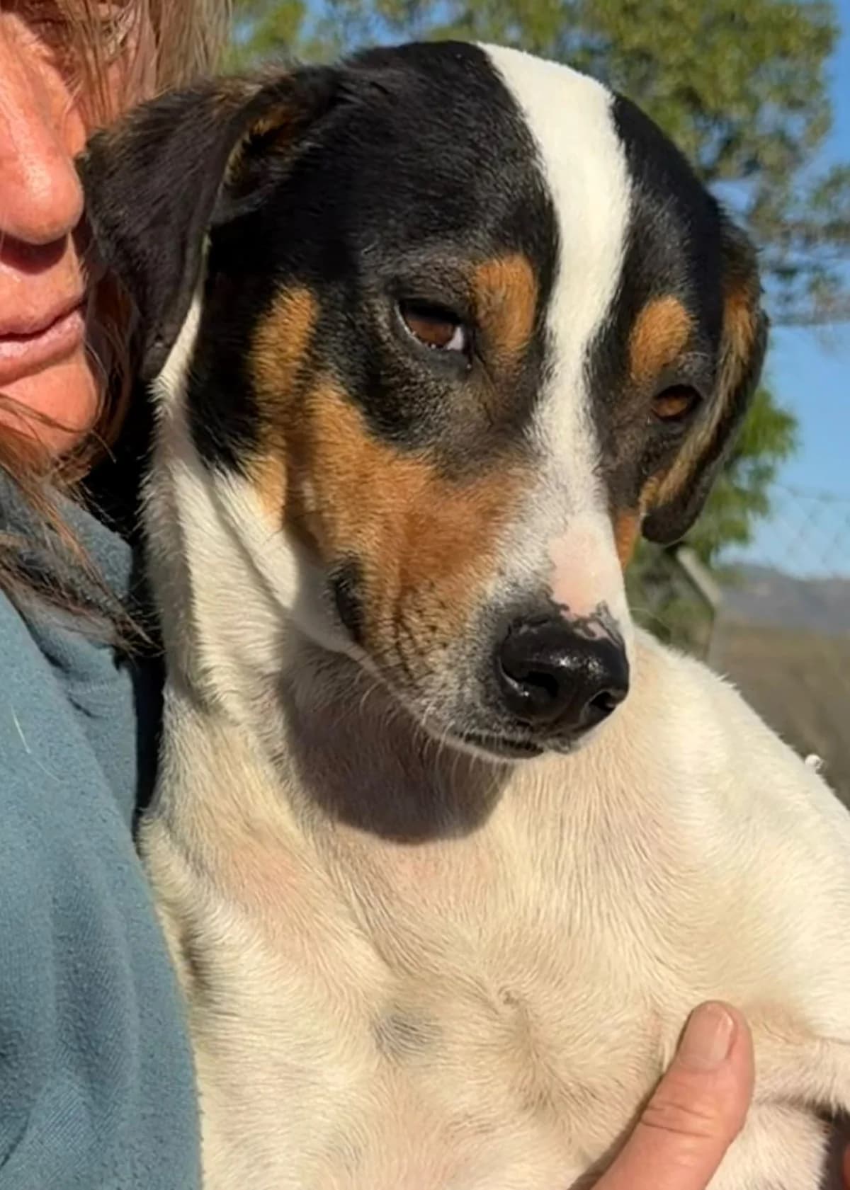 Mikey, male young Mixed Breed for adoption at Dog Watch UK