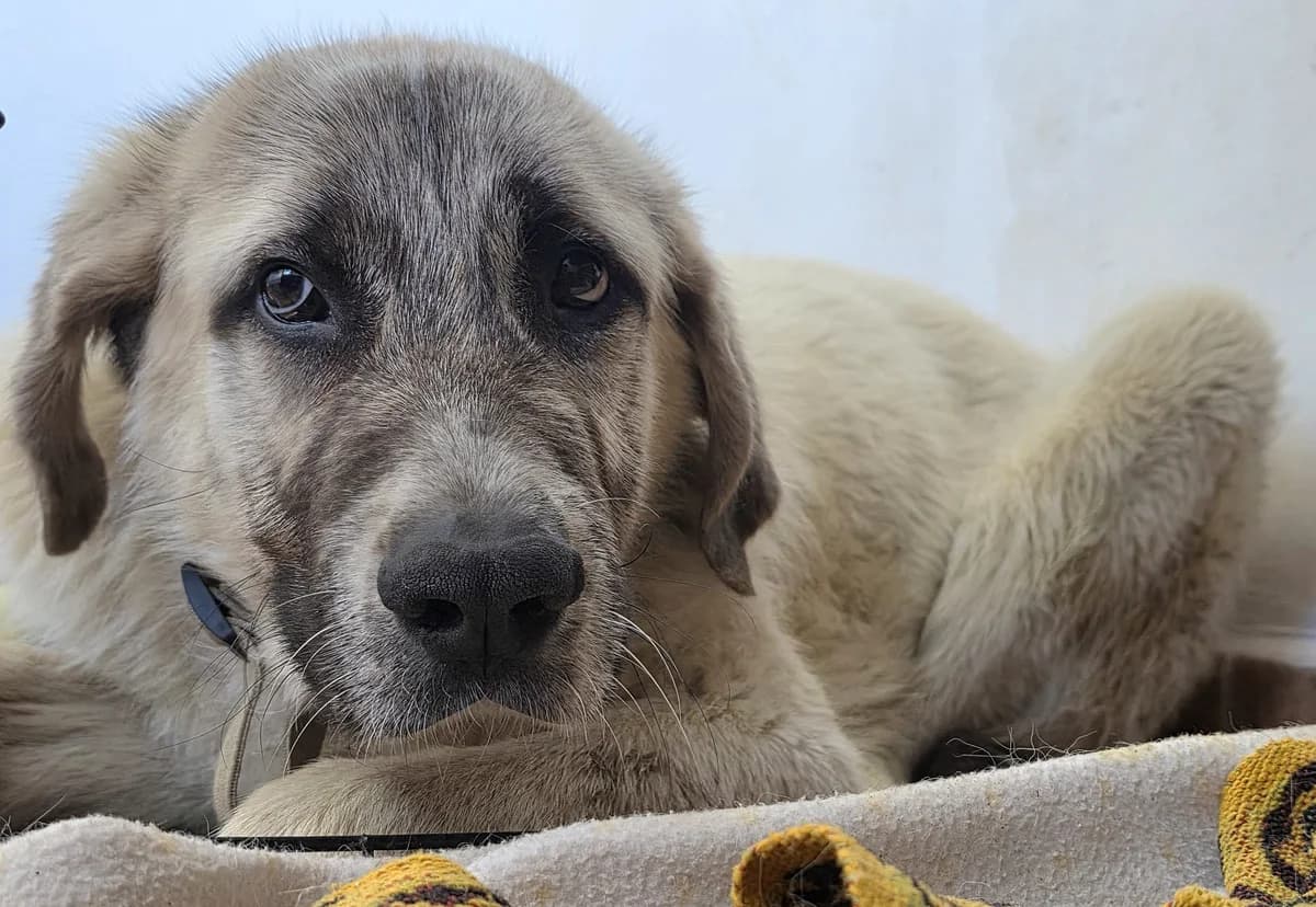 Oliver, Mixed Breed (Dog Watch UK)