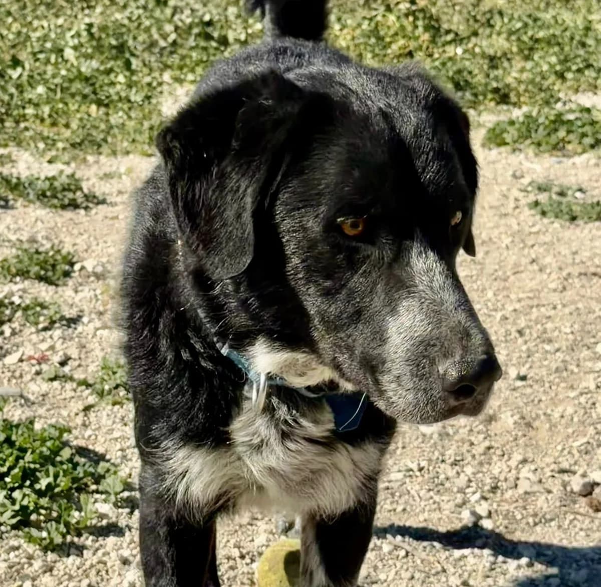 Charlie-Mixed-Breed, male Mixed Breed for adoption at Dog Watch UK