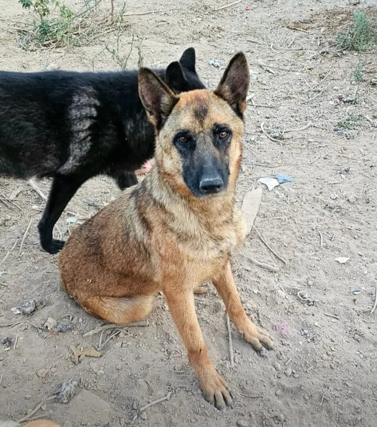 Jackie-Malinois, male Mixed Breed for adoption at Dog Watch UK