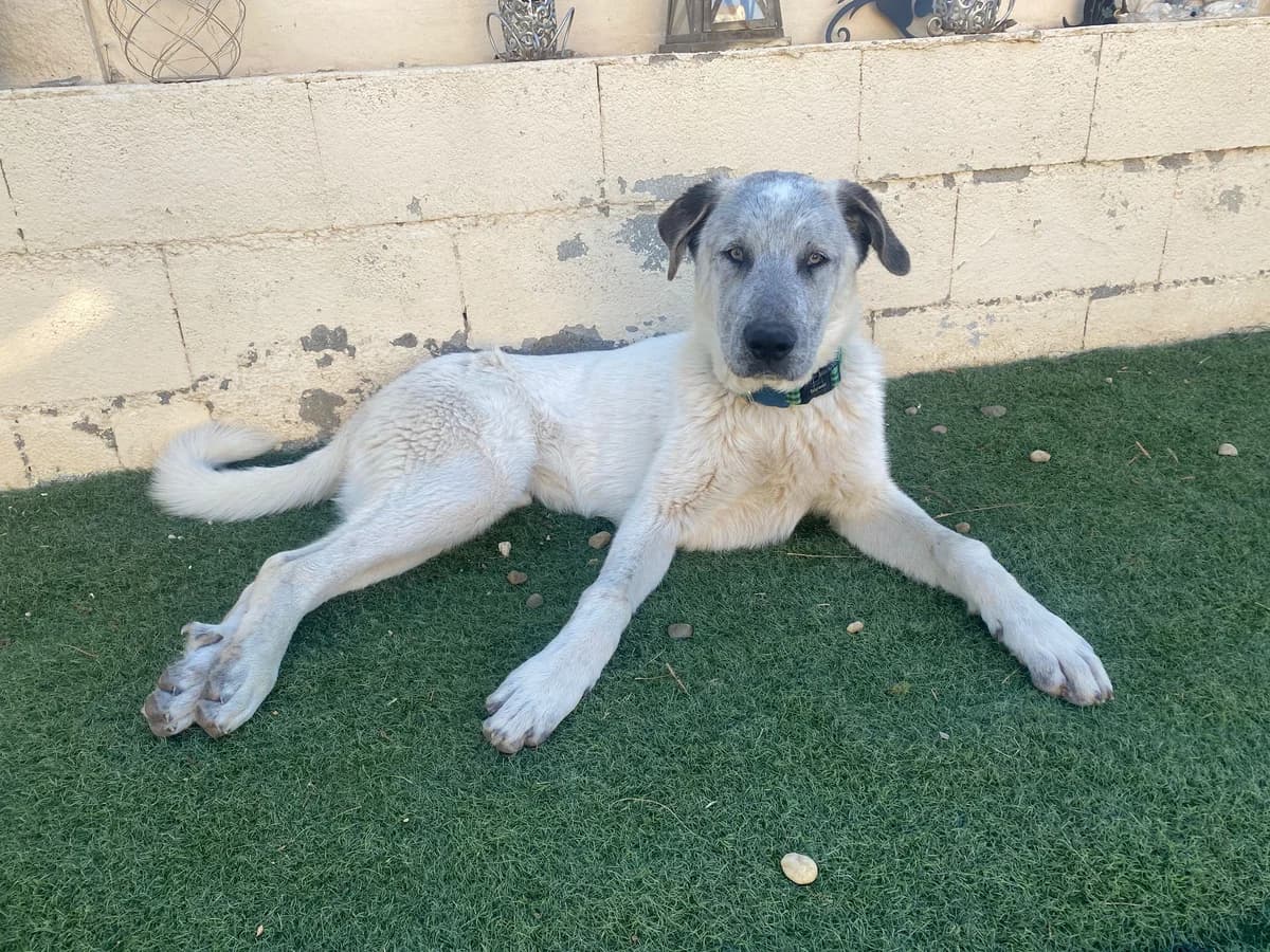 Gray-Mastin-Mix, male puppy Mixed Breed for adoption at Dog Watch UK