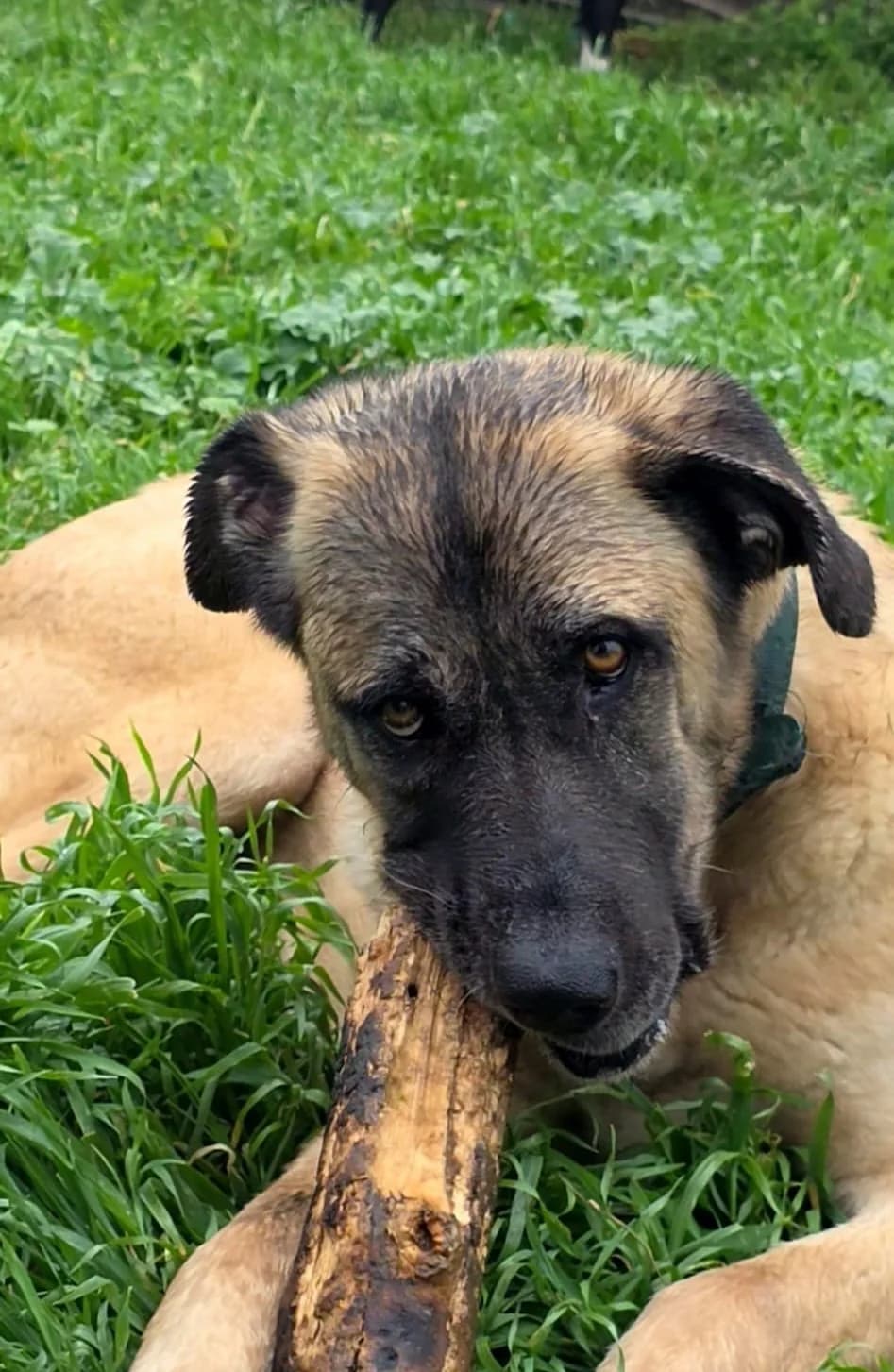 Pablo-Mastin-Cross, male Mixed Breed for adoption at Dog Watch UK