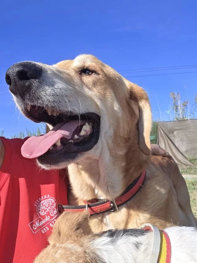 Nino-Mastin, male Mixed Breed for adoption at Dog Watch UK