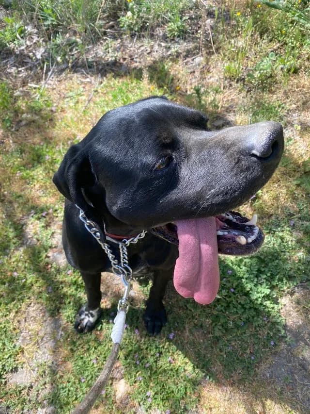 Rolo-Pointer-Mix, Mixed Breed (Dog Watch UK)