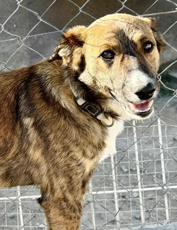 Sonny-Mixed-Breed, male puppy Mixed Breed for adoption at Dog Watch UK