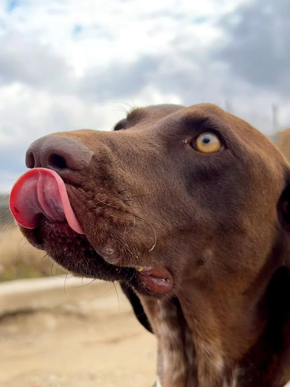 Indie-German-Pointer, Mixed Breed (Dog Watch UK)