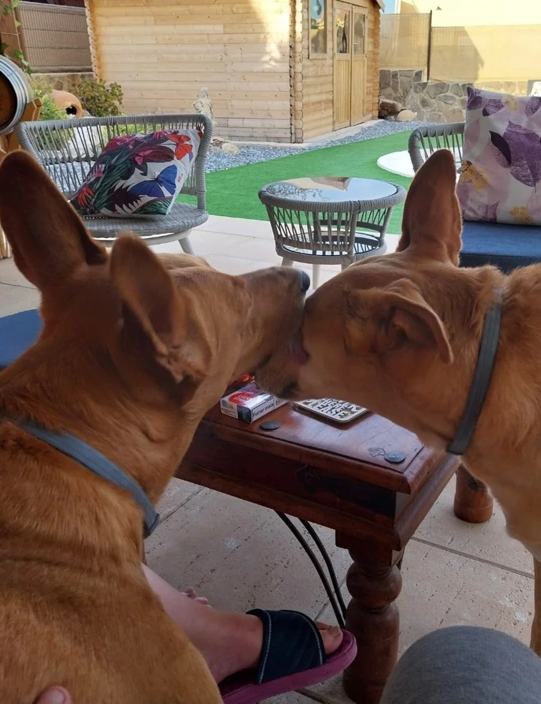 Bob and Charlie-Podencos, male Mixed Breed for adoption at Dog Watch UK