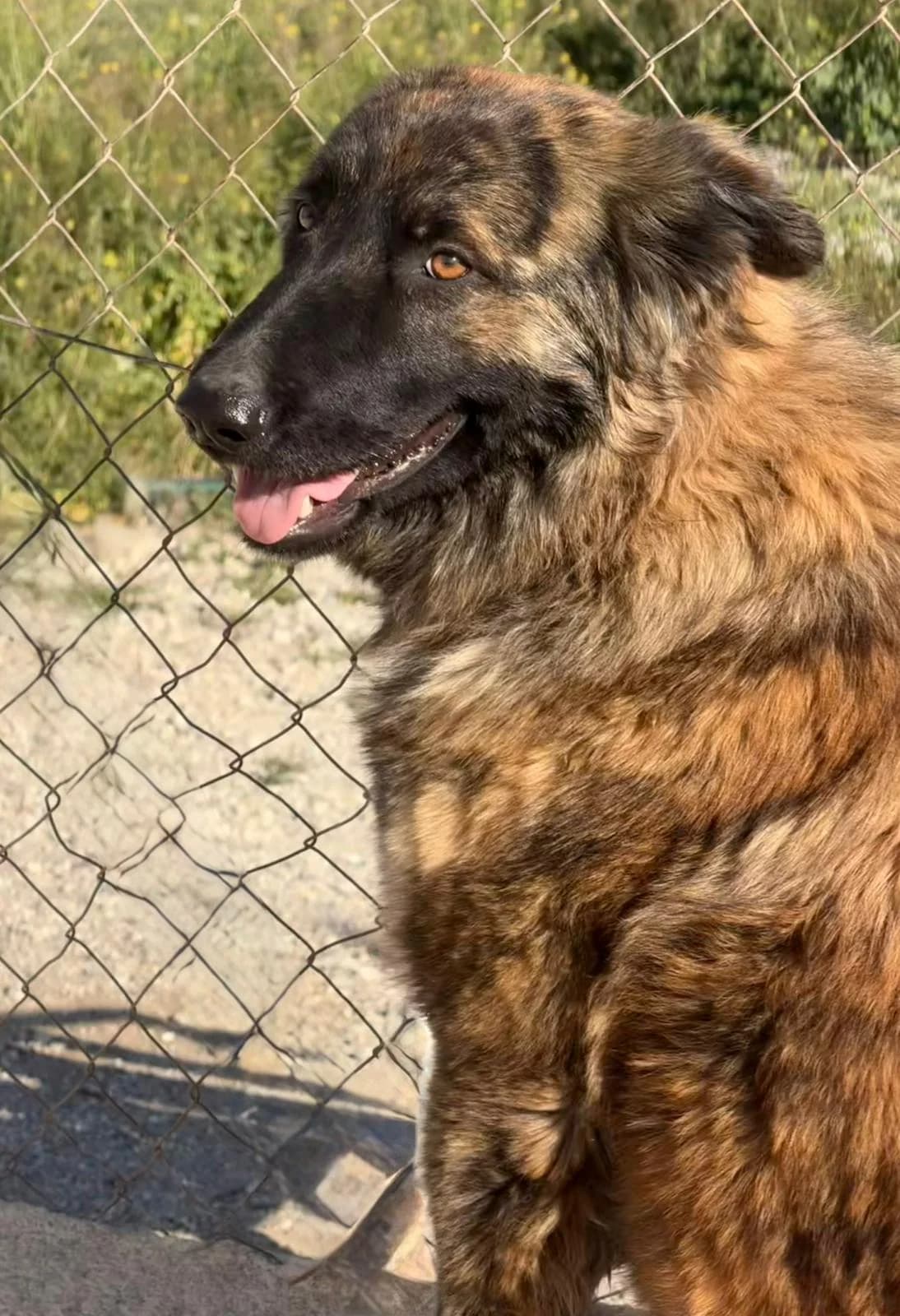 Roxy-Caucasian-Shepherd, female Mixed Breed for adoption at Dog Watch UK