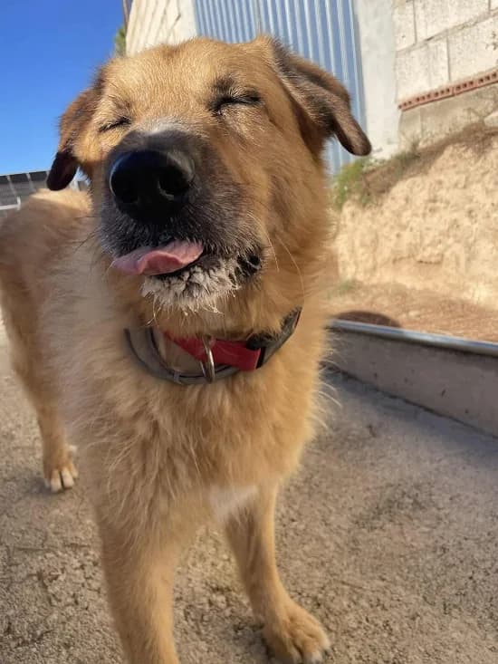 Murray-GSD-Mix, male senior Mixed Breed for adoption at Dog Watch UK