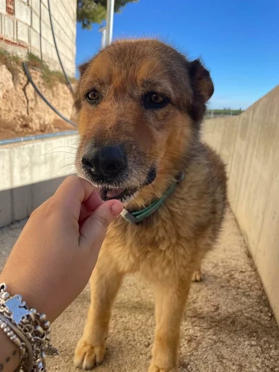 Calvin-GSD-Mix, male senior Mixed Breed for adoption at Dog Watch UK