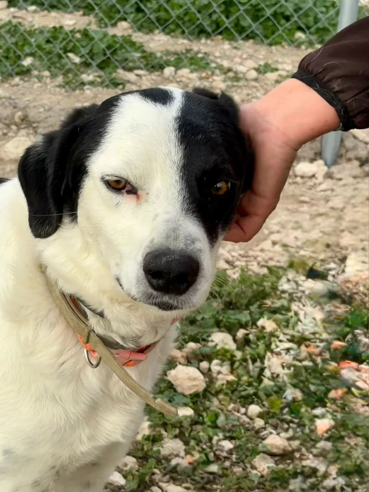 Shadow-Mixed-breed, female young Mixed Breed for adoption at Dog Watch UK
