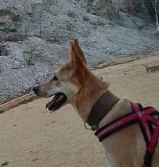 Ringo-Mixed-Breed,  Mixed Breed for adoption at Dog Watch UK