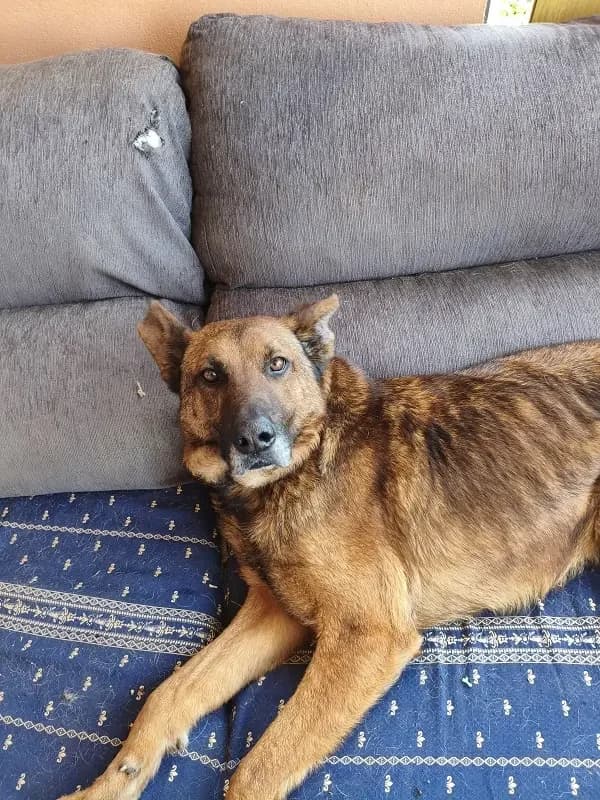 Dexter-GSD-Mix, male 6yo Mixed Breed for adoption at Dog Watch UK