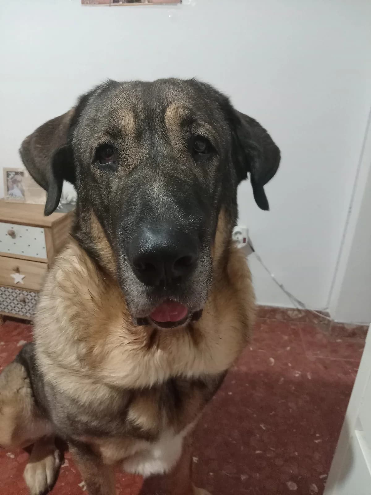 Marley-Spanish-Mastin, male 3yo Mixed Breed for adoption at Dog Watch UK
