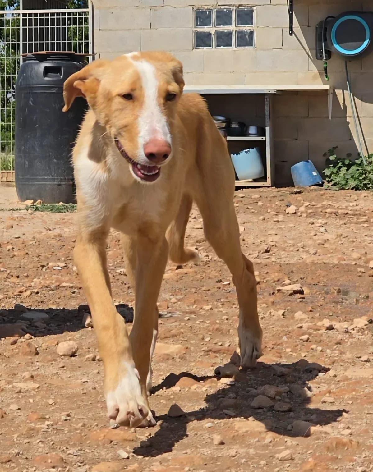 Lawrence-GalgoX-Podenco, male Mixed Breed for adoption at Dog Watch UK