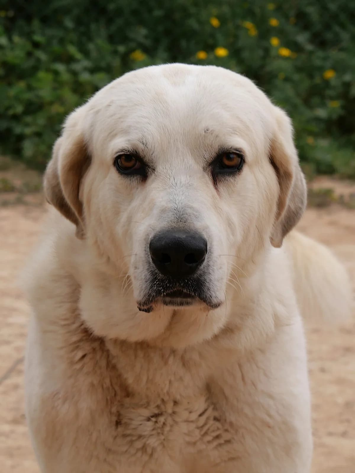 Sam-Spanish Mastin, male 4yo Mixed Breed for adoption at Dog Watch UK