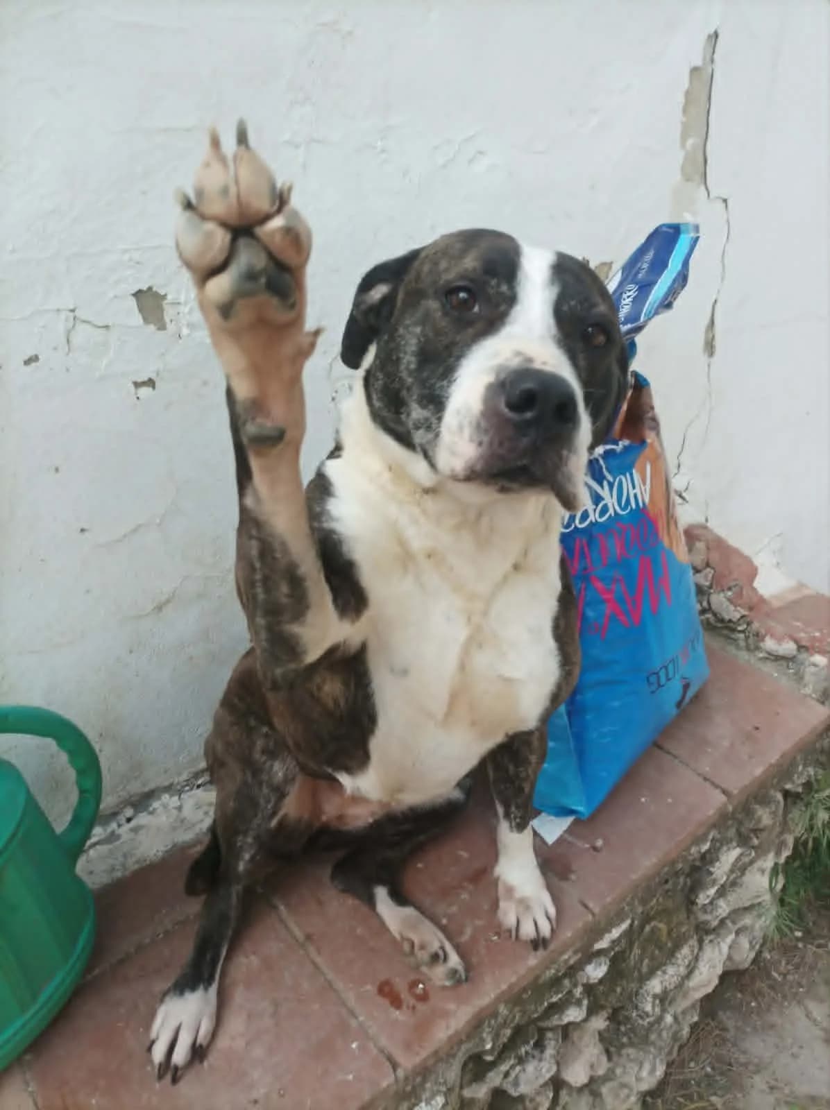 Clementine – Staffie Mix, female 5yo Mixed Breed for adoption at Dog Watch UK