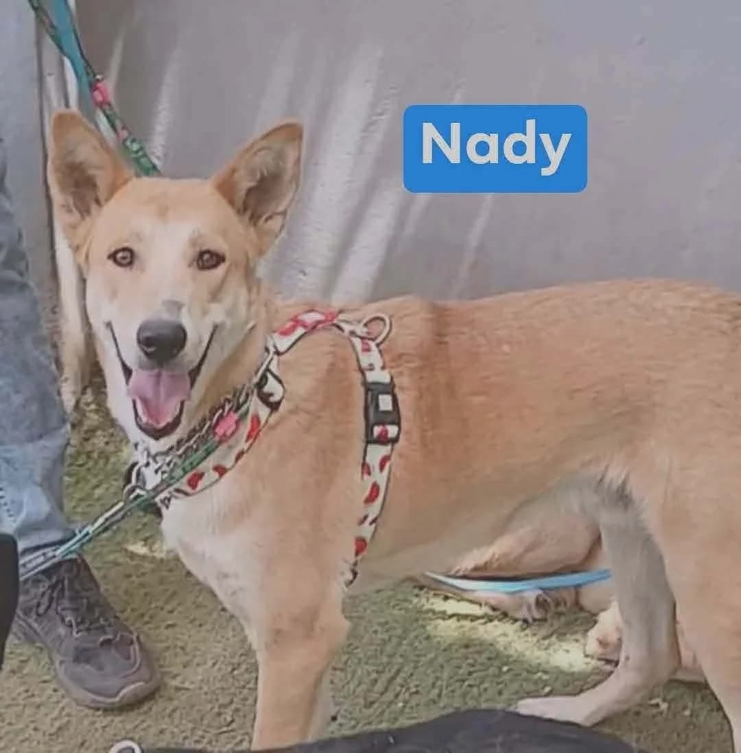 Nady โ MIx Breed, male Mixed Breed for adoption at Dog Watch UK